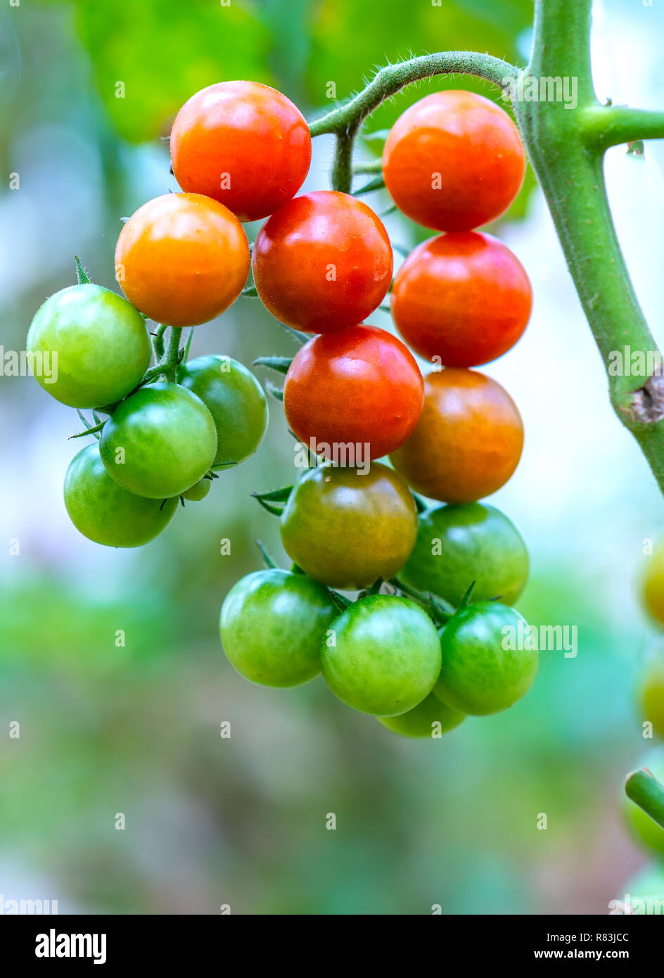 Reife Tomaten in einem Gewächshaus, reif für die Ernte. Sie sind japanische Sorten von Tomate im kalten Land von Dalat Vietnam gewachsen. Stockfoto
