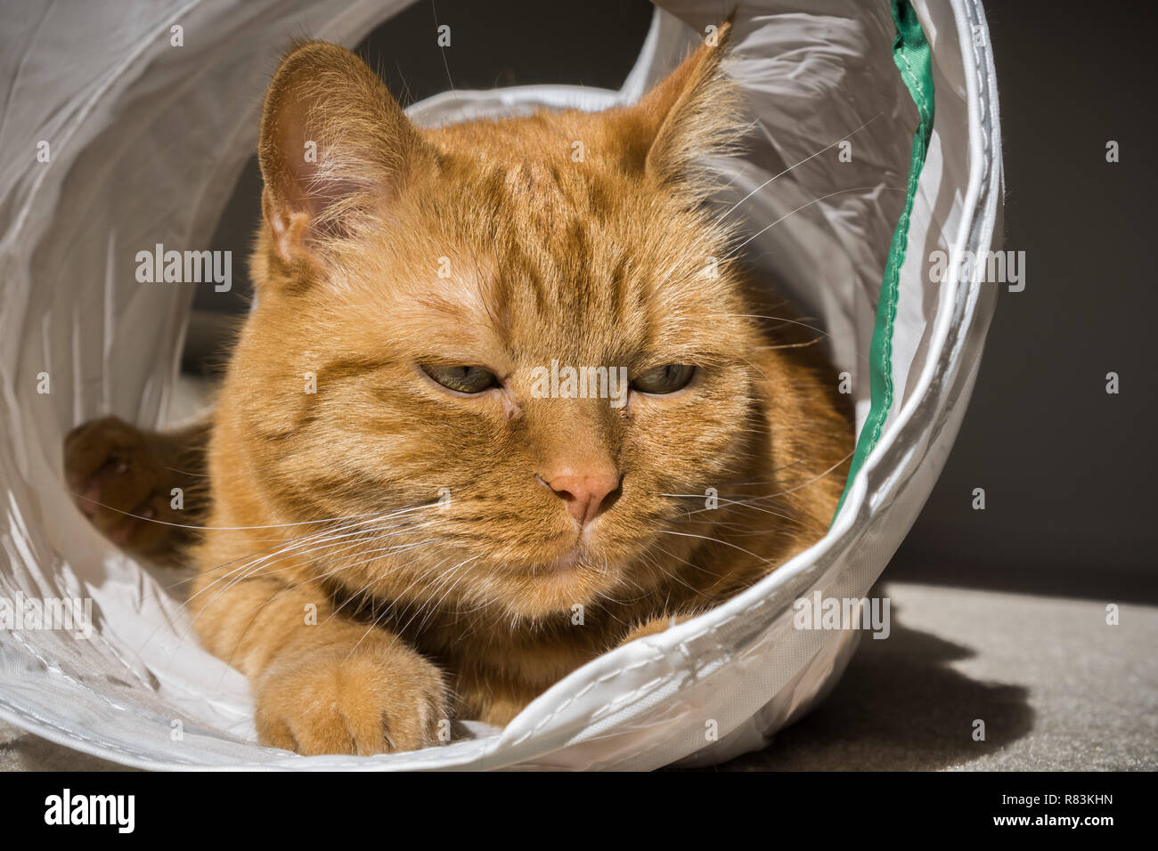 Große orange Cat suchen, spielen in einer Katze Tunnel gebohrt Stockfoto