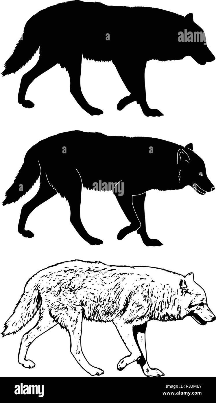 Wolf Silhouette und Skizze Illustration - Vektor Stock Vektor