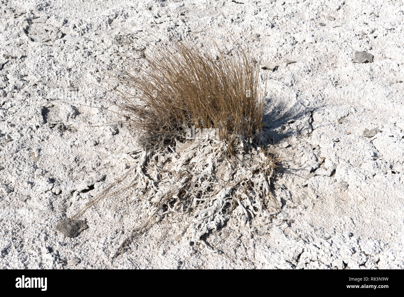 Trockenes Gras in das ausgetrocknete Flußbett der Naxi Pan, Nxai Pan National Park, Botswana Stockfoto