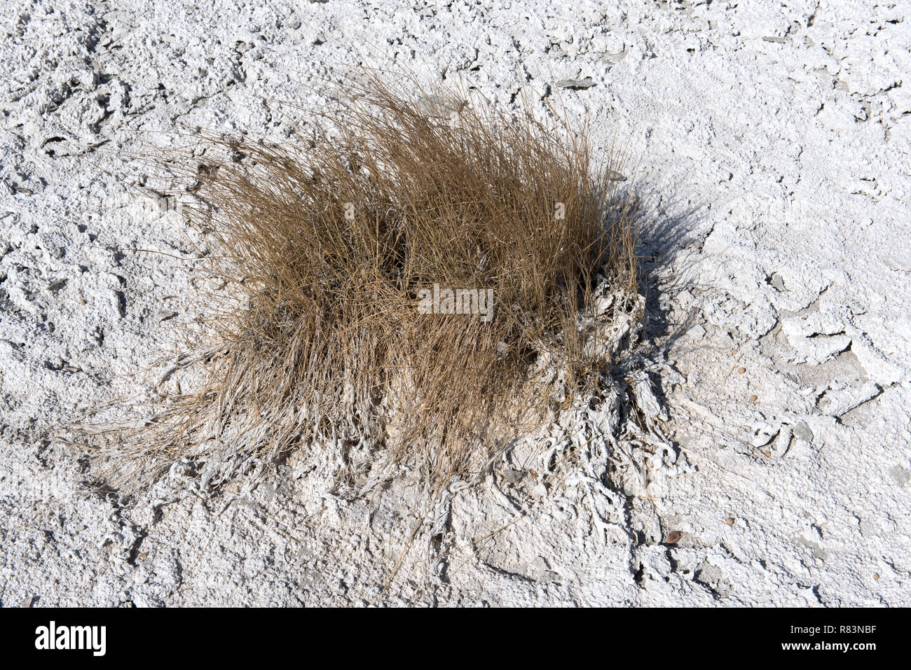 Trockenes Gras in das ausgetrocknete Flußbett der Naxi Pan, Nxai Pan National Park, Botswana Stockfoto