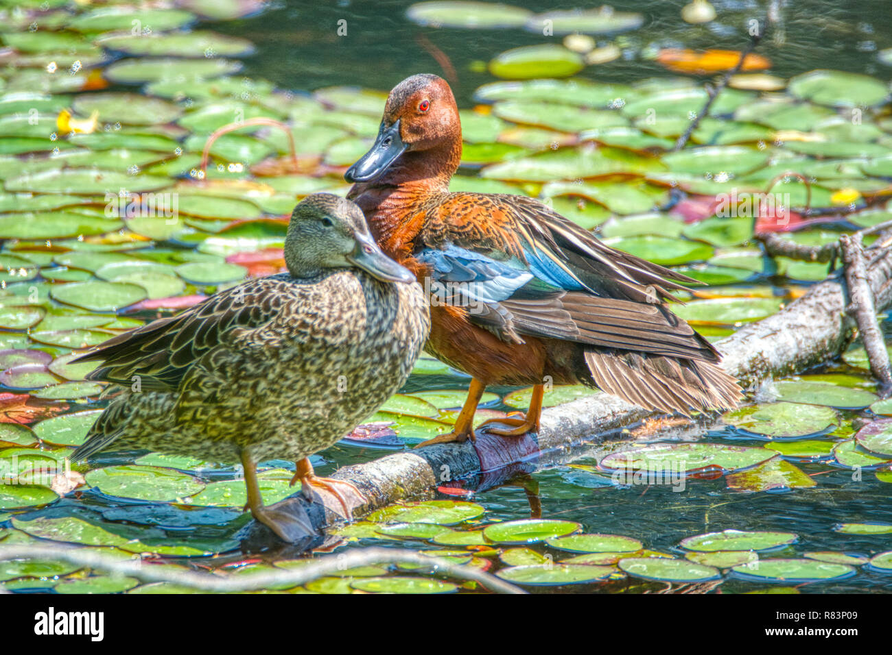 Cyanoptera Cinnamon Teal (Spachtel) Drake und Henne auf einem Ast am Wasser gehockt. Stockfoto