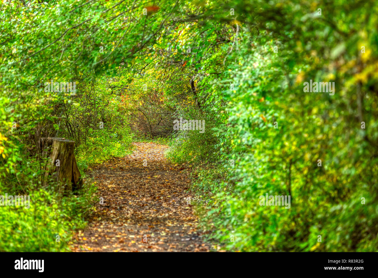 Eine schöne und geheimnisvolle Tunnel der Bäume und der Pinsel grüßt Wanderer auf dem wildwing Trail, eine von mehreren Naturlehrpfade in Kensington Metropark. Stockfoto