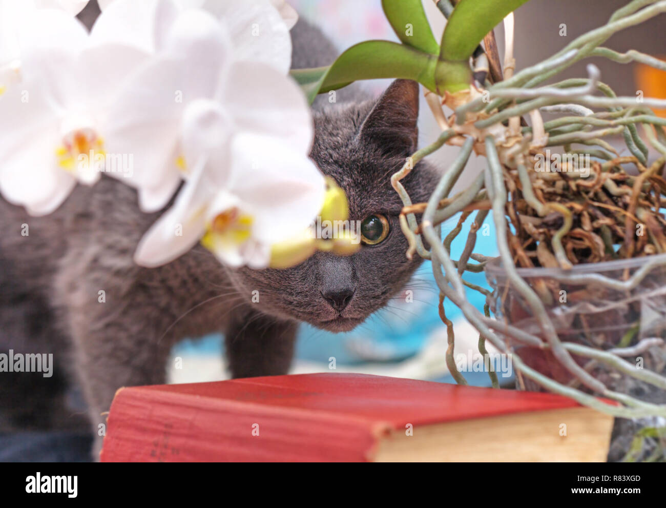 Greay erwachsene Katze war versteckt sich hinter weißen Haus Orchidee Stockfoto