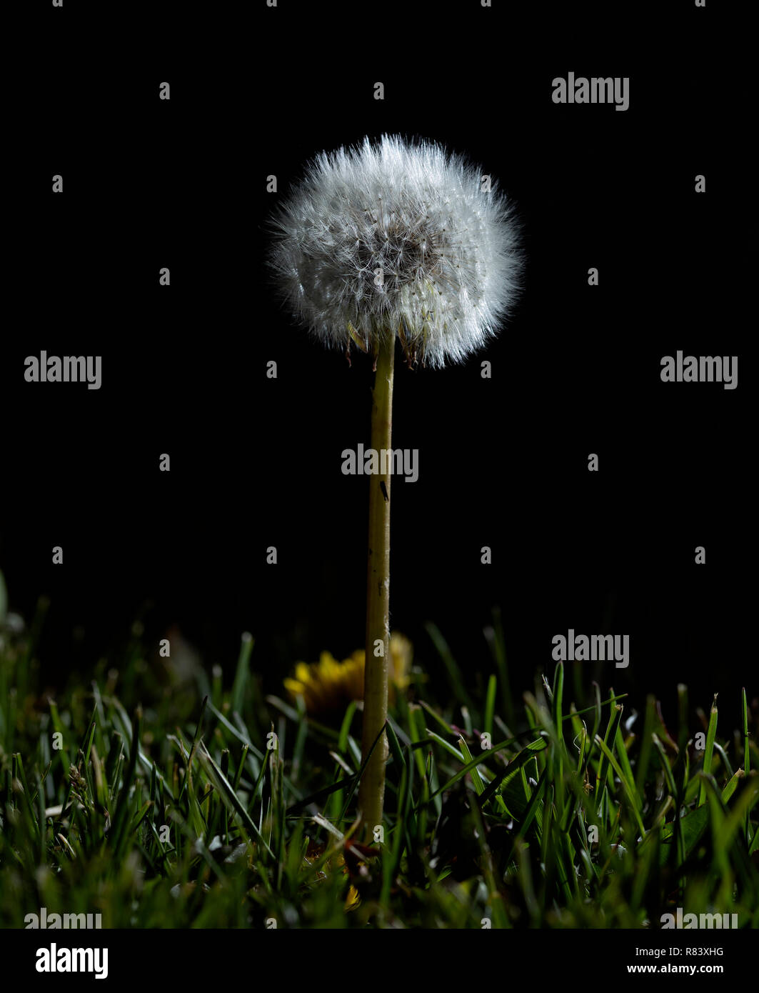 Während ich eines Nachts fotografierte dieses Löwenzahn mit einigen Aufhellblitz. Es hatte sich durch seine Blütezeit und ist jetzt in der Seed Phase gegangen. Stockfoto