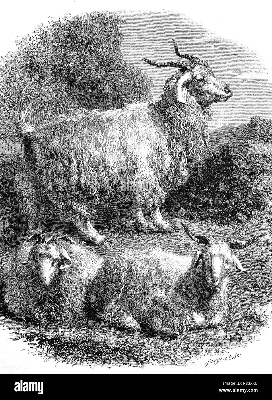 Digital verbesserte Reproduktion, Angoraziege, eine Rasse von domestizierten Ziegen, historisch als Angora bekannt, Angoraziege, Kamelziege Sterben, eine Rasse der Hausziege, Wollziege, von einer ursprünglichen Drucken aus dem Jahr 1855 Stockfoto