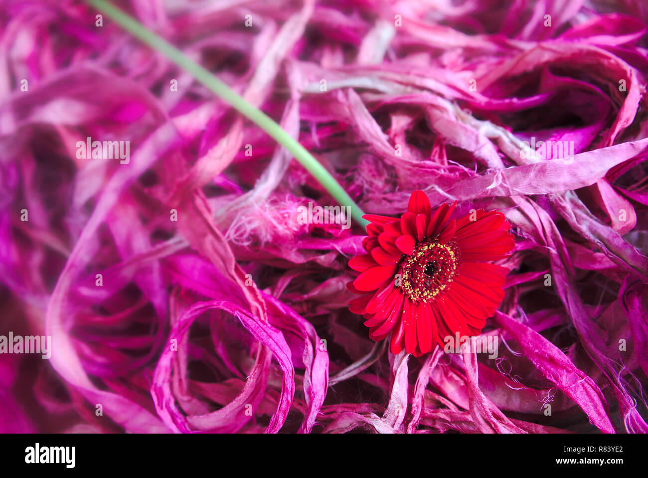 Präsentation von Red daisy auf rosa Seide streifen Hintergrund Stockfoto