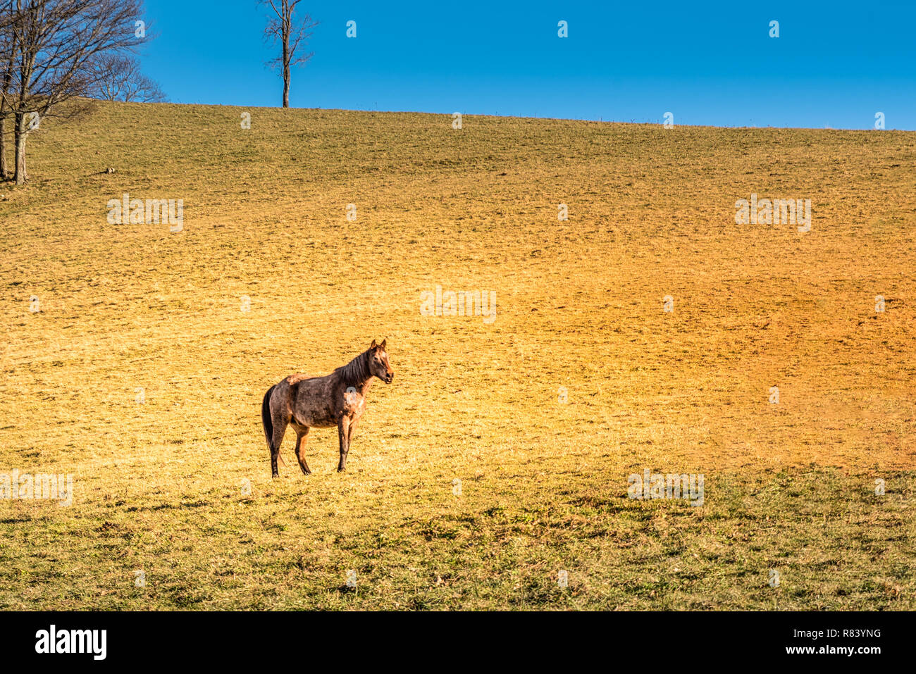WIld Horse in Maggie Valley Berge paradieren in North Carolina Stockfoto