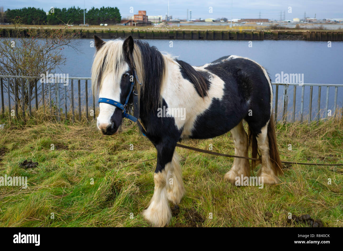 Eine schwarze und weiße Zigeuner pony Tethered am Ufer des Flusses Tees in Middlesbrough Stockfoto