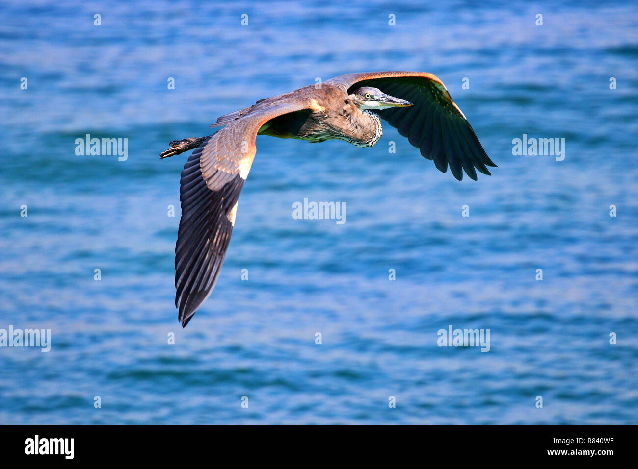 Great Blue Heron Fliegen in der Nähe der Küste bei Fort Walton Beach Okaloosa Island, Florida Stockfoto