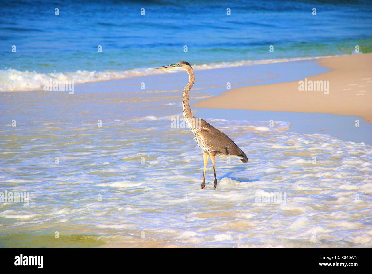 Great Blue Heron Wandern am Rand der Wellen Fort Walton Beach Okaloosa Island, Florida Stockfoto