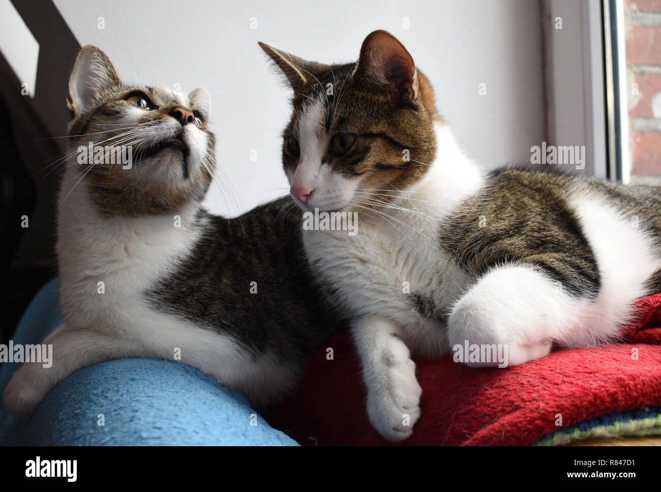 Zwei streunende Katzen liegen auf roten und blauen Decken. Furry felines Geschwister. Stockfoto