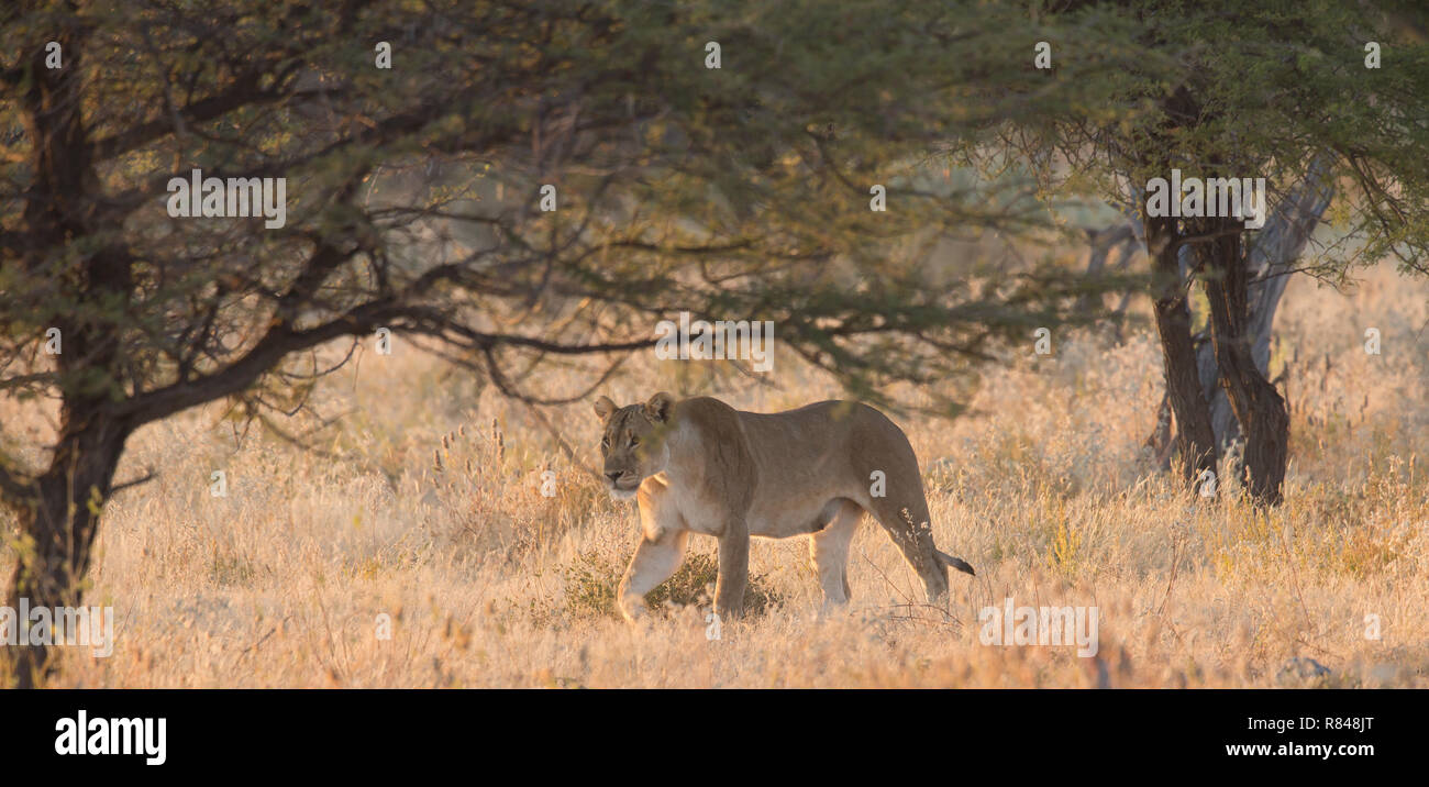 Löwin wandern in den frühen Morgenstunden Stockfoto