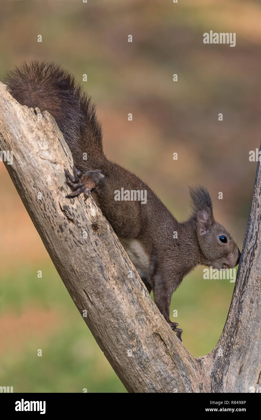 Portrait von Eichhörnchen (Sciurus vulgaris) Stockfoto