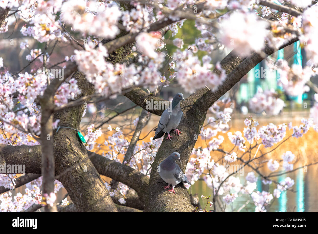 Taube und Kirschblüte im Frühling Saison Stockfoto