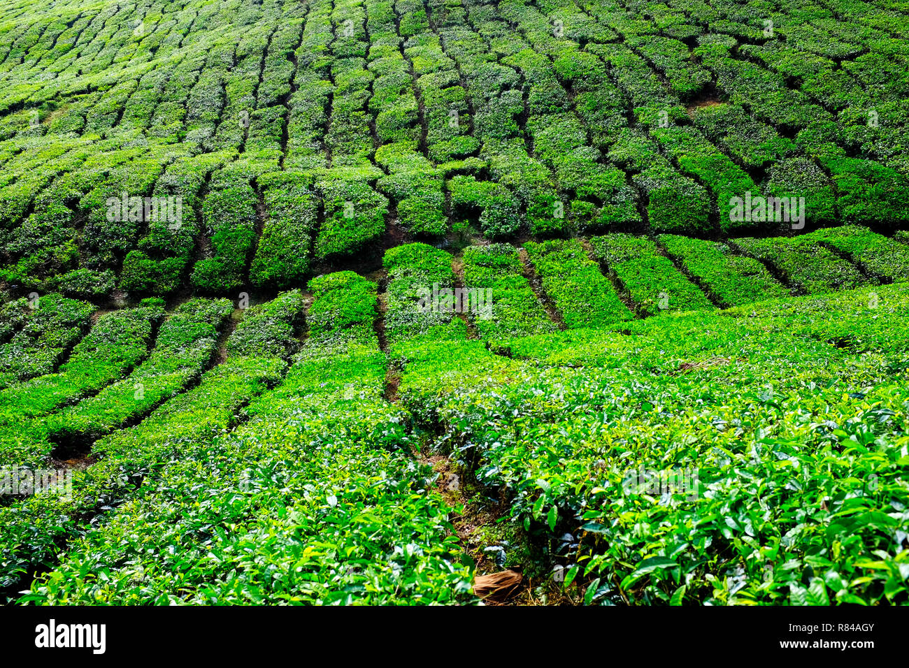 Teeplantagen in den Cameron Highlands, Pahang, Malaysia Stockfoto