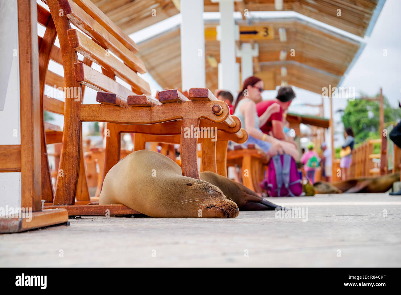 Wunderschöne Dichtung in der Fischmarkt schlafen mit einige Touristen im Hintergrund, in der Stadt von Puerto Ayora in Galapagos entfernt Stockfoto