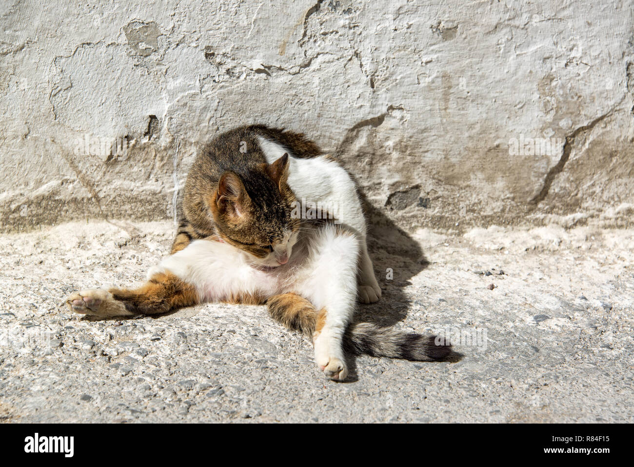 Katze lecken sich in der Straße in Tunis, Tunesien Stockfoto