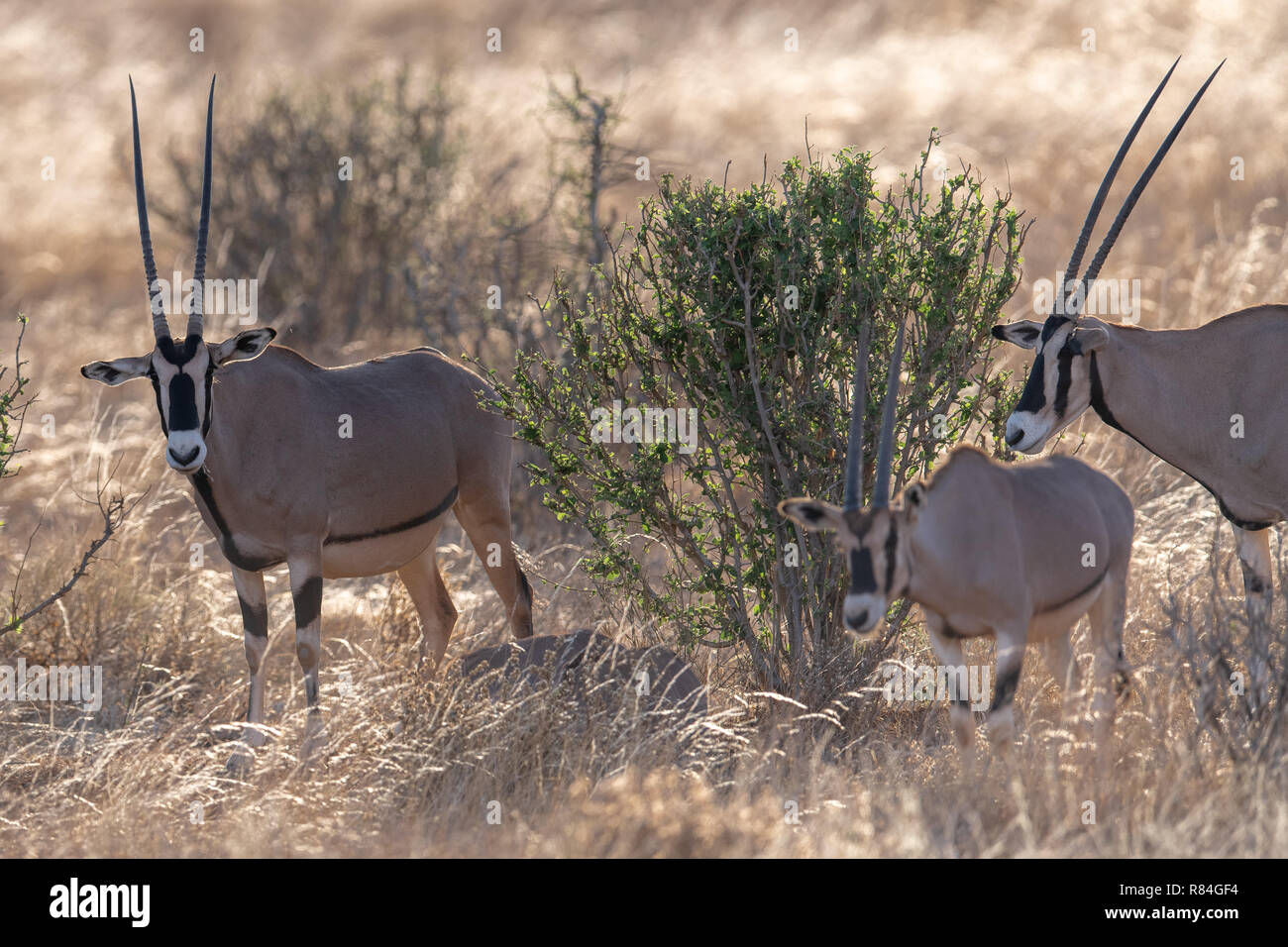 Gemeinsame Beisa Oryx (Oryx beisa) in Kenia, Afrika Stockfoto