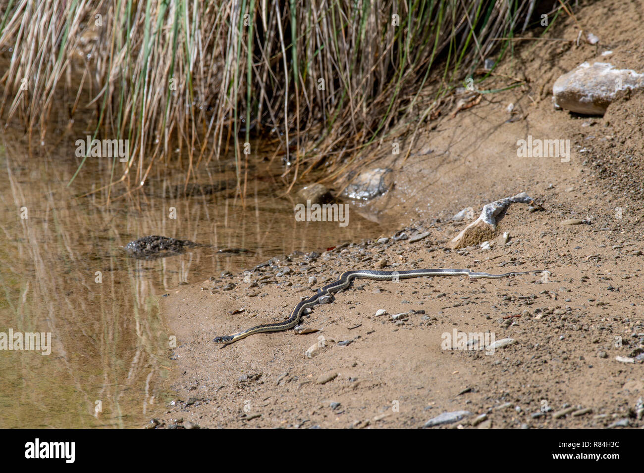 Western Black-necked Garter Snake, (Thamnophis cyrtopsis Cyrtopsis), Esche Canyon, Sierra Co., New York, USA. Stockfoto