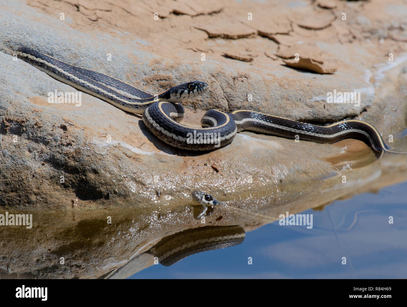 Western Black-necked Garter Snake, (Thamnophis cyrtopsis Cyrtopsis), Esche Canyon, Sierra Co., New York, USA. Stockfoto