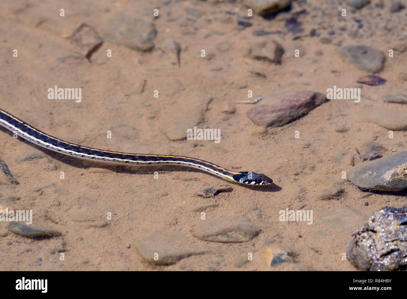 Western Black-necked Garter Snake, (Thamnophis cyrtopsis Cyrtopsis), Esche Canyon, Sierra Co., New York, USA. Stockfoto