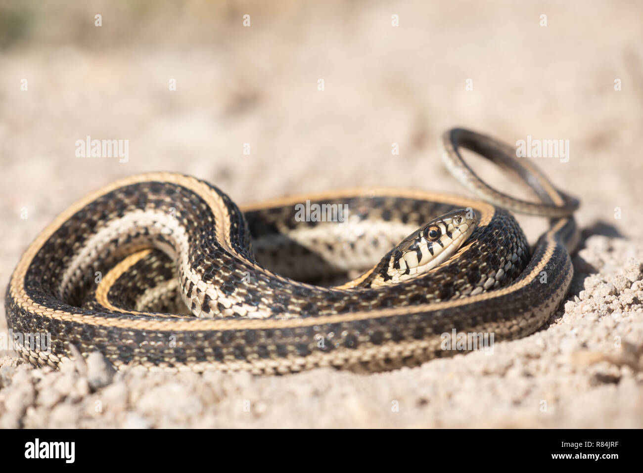 Ebenen Garter Snake, Hamilton Co., Kansaa, USA. Stockfoto