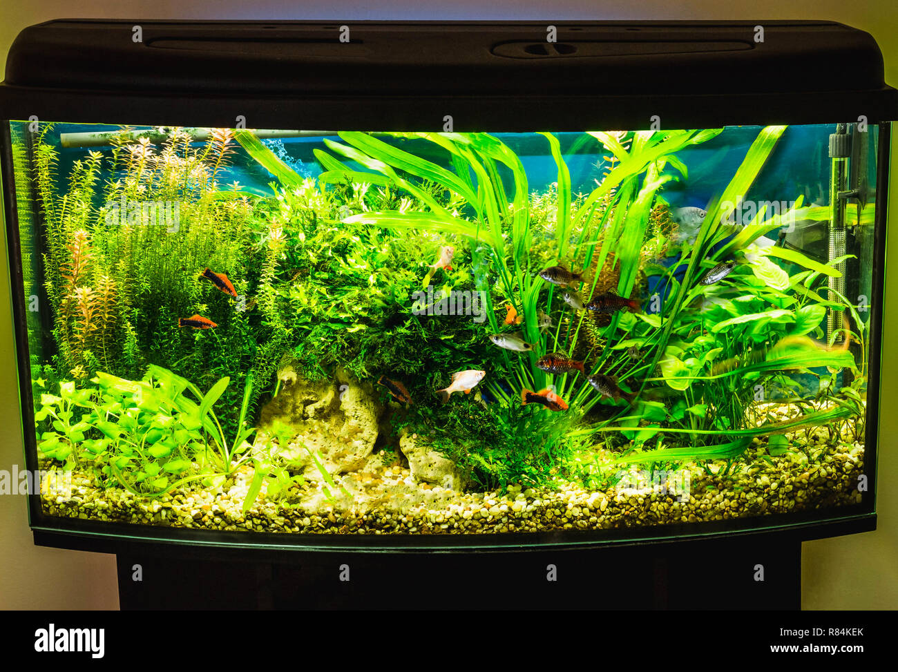 Nahaufnahme von Aquarium Tank voller Fische Stockfoto