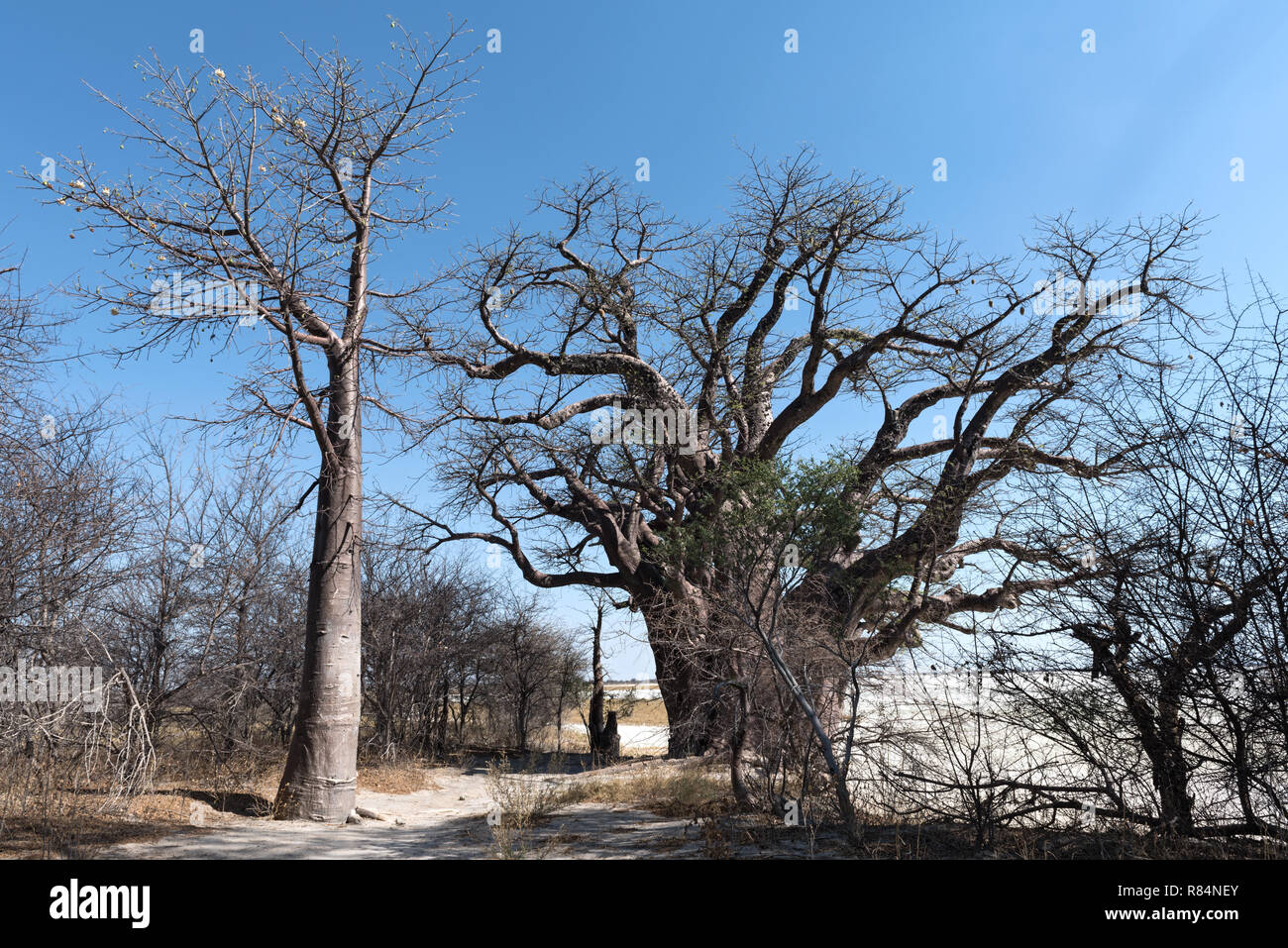 Baines baobab von Nxai Pan National Park, Botswana Stockfoto