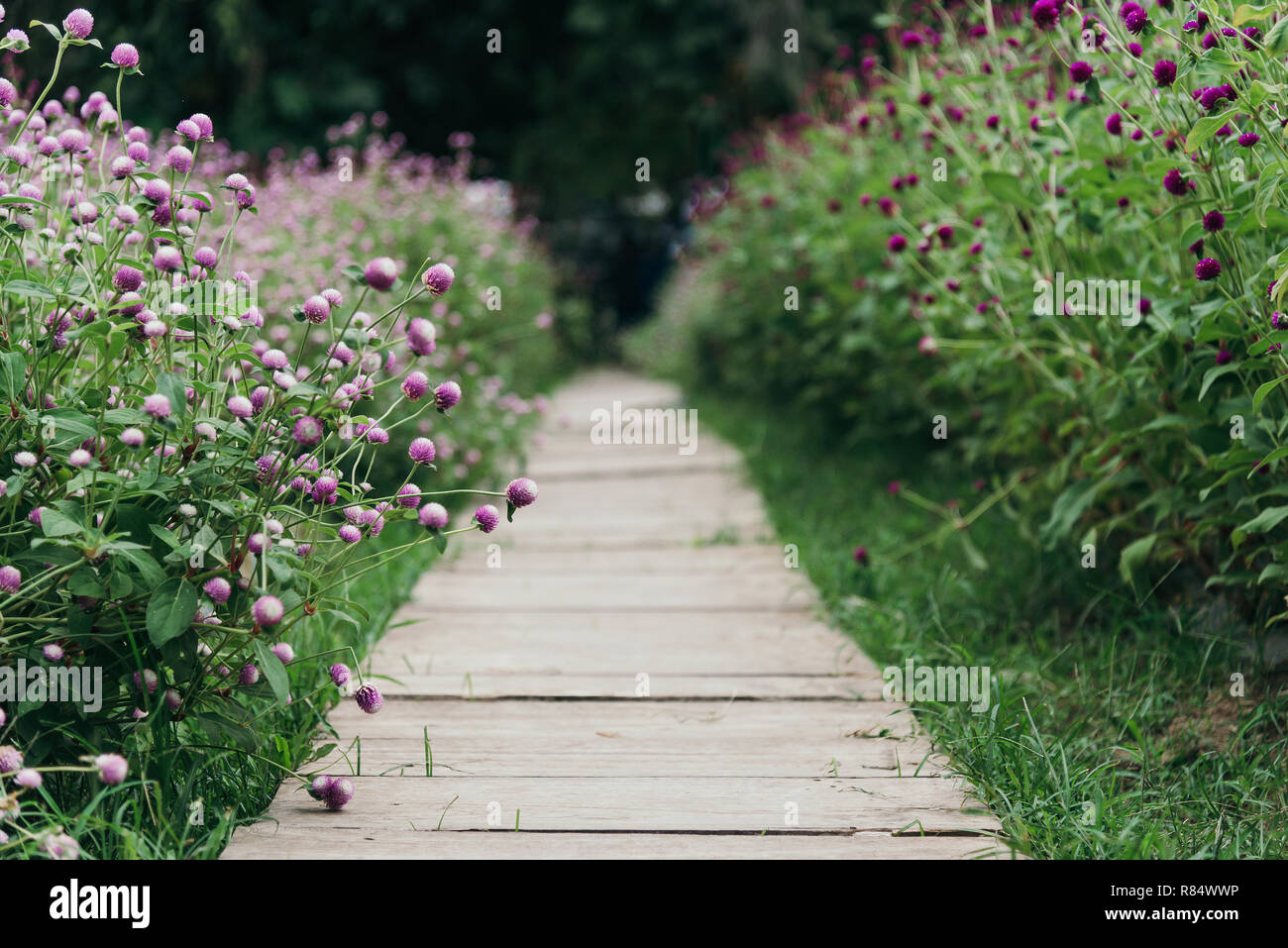 Purple Globe Amaranth blumen Feld mit Weg in der Mitte Stockfoto