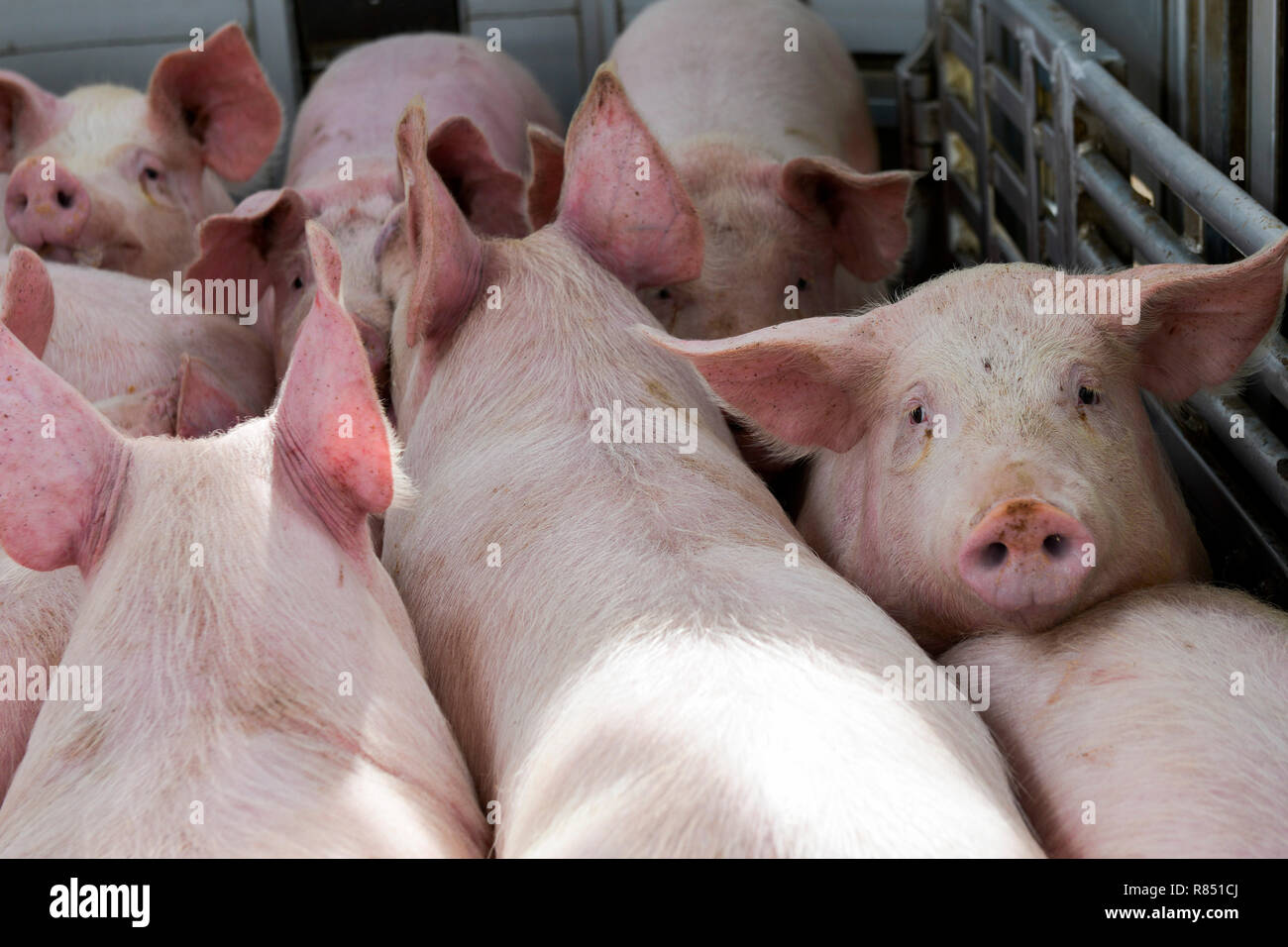 Laden von Schweinen in einem viehbestand Lkw Stockfoto