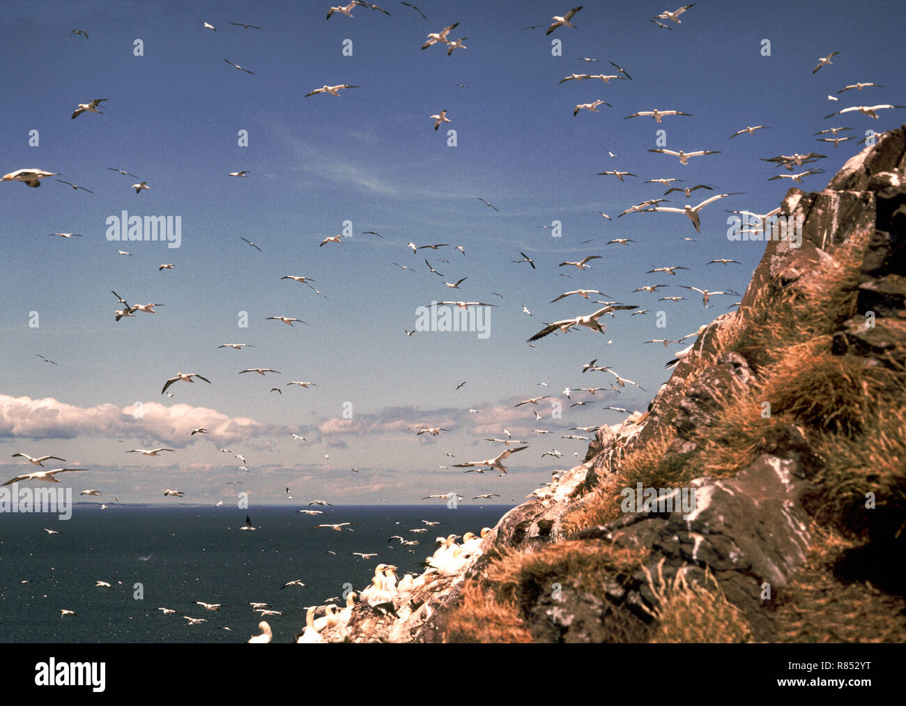 Seevögel; Basstölpel (Sula Bassanus) Nicht-Brutvögel {Der Club} fliegen um die Kolonie den ganzen Tag. Bass Rock. Vor der Küste in der Nähe von North Berwick, Schottland Stockfoto