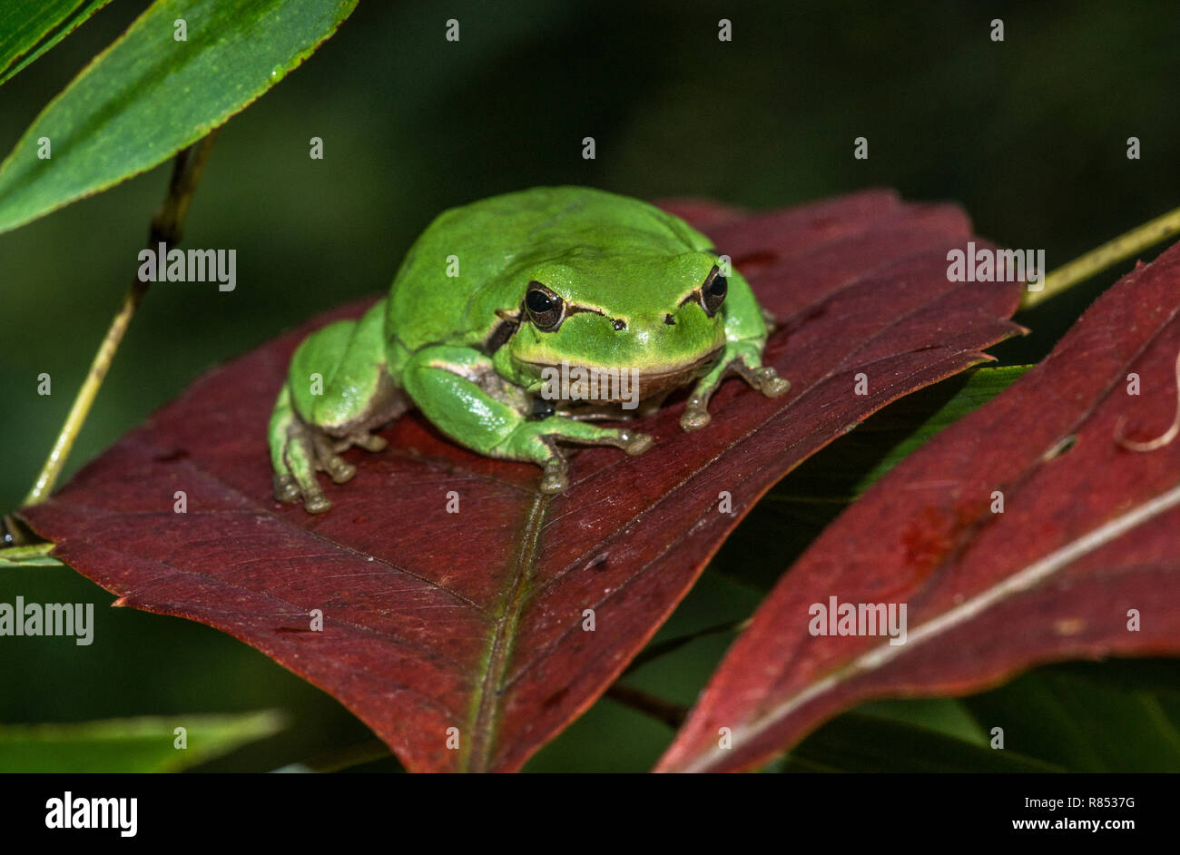Die Stripeless Laubfrosch (Hyla meridionalis) liebt das Klettern auf jeder Oberfläche: sogar Glas! Es hat klebrige Pads auf jeder 'Finger'. Stockfoto