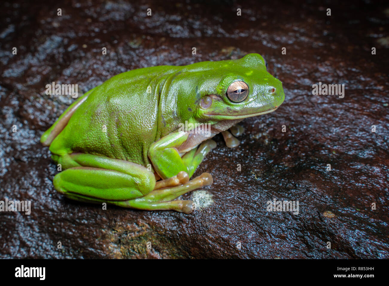 Litoria caerulea, The Green Tree Frog, sitzend auf einem dunklen Felsen im tropischen Regenwald, in der Nähe von Cairns, Queensland, Australien Stockfoto