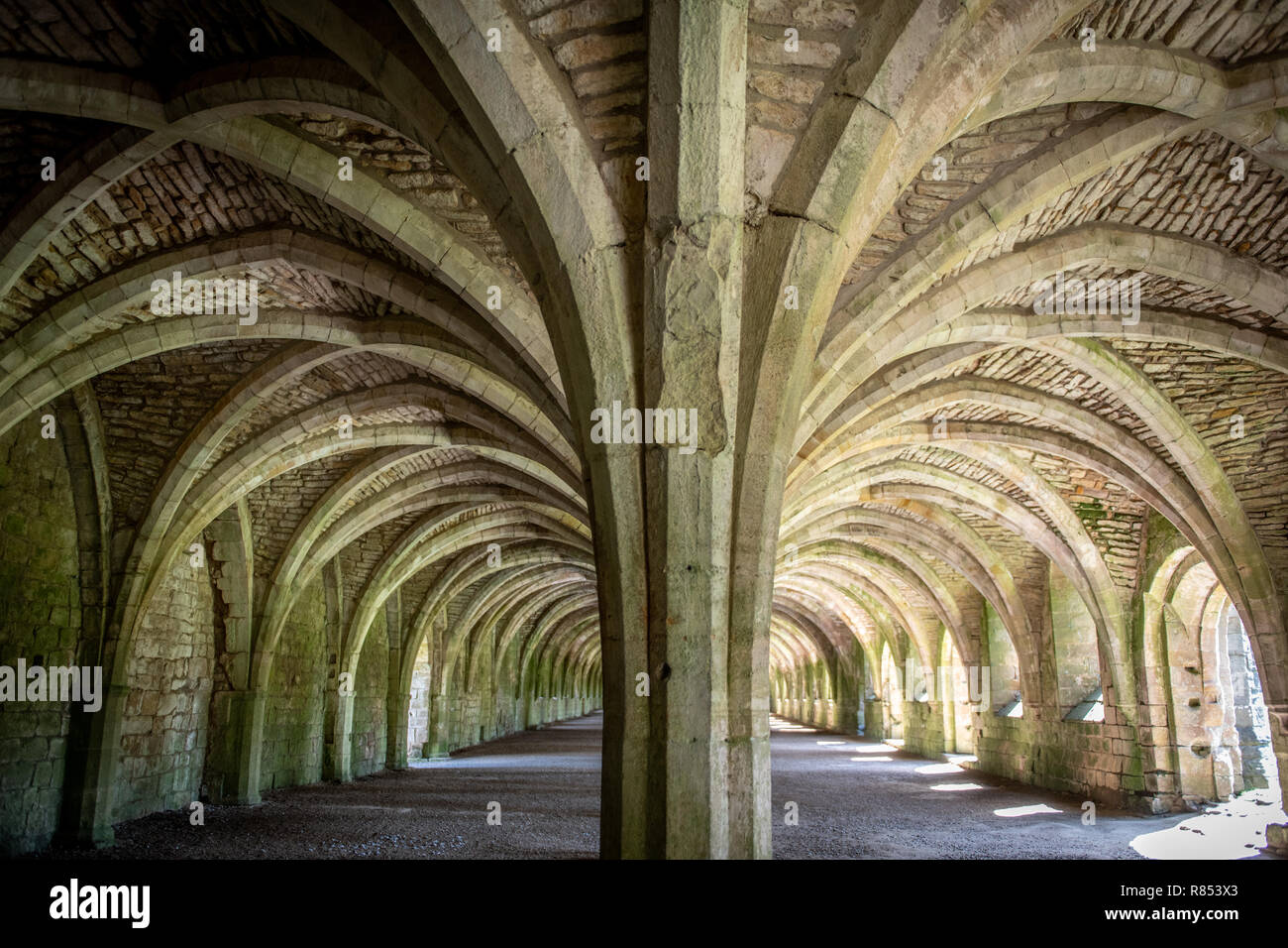 Dutzende von Spalten helfen zu unterstützende Rippe gewölbten Decken innerhalb der cellarium von Fountains Abbey, Ripon, Yorkshire, UK produzieren Stockfoto