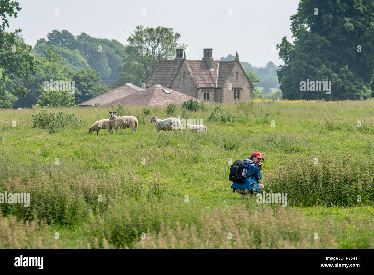 Ein junger Fotograf Stops und Pausen beim Fotografieren eine kleine Herde von Schafen, Richmond, Yorkshire, Großbritannien Stockfoto