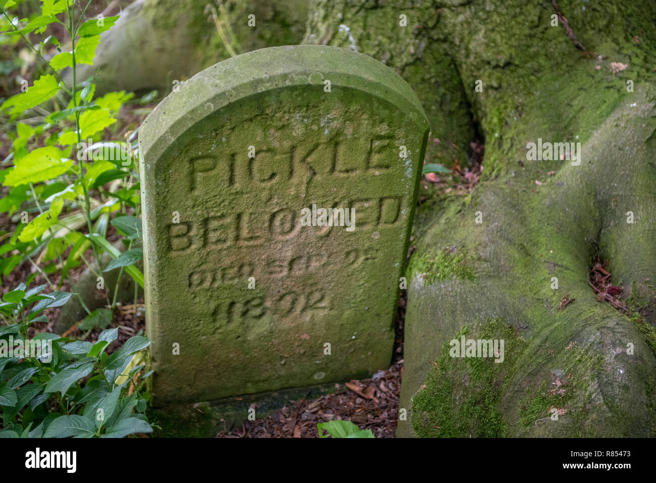 Eine kleine Haustiere Grabstein steht verwittert und Bemoosten im Wald, Richmond, Yorkshire, Großbritannien Stockfoto