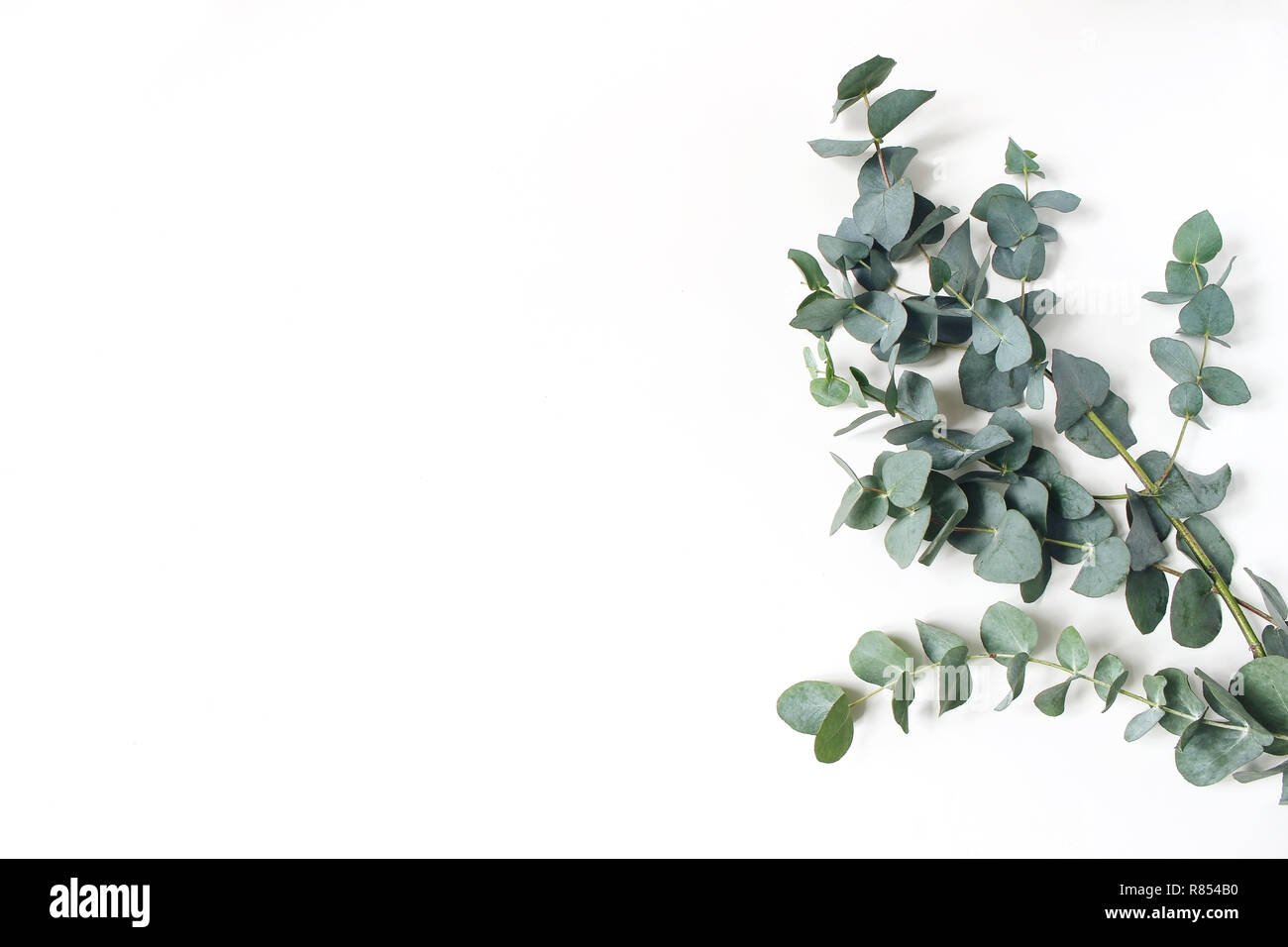 Rahmen, Ecke aus grünem Eukalyptus Blätter und Zweige auf weißem Hintergrund. Florale Komposition. Feminin Lager flach Bild, Ansicht von oben. Kopieren Sie Platz. Stockfoto