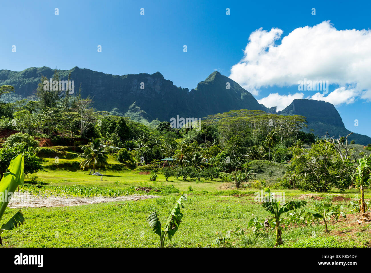 Insel Moorea, Französisch-Polynesien Stockfoto