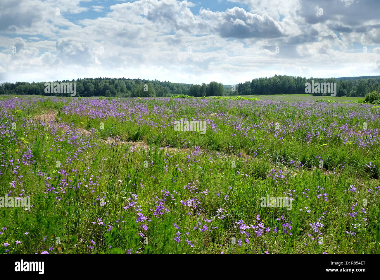 Landschaft mit schönen breiten Wiese mit viel Bell Blumen auf sonnigen Sommertag Stockfoto