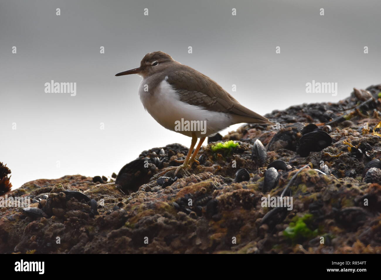 Eine gefleckte Sandpiper ruht auf einem Strand Fels unter den Algen, Muscheln und Miesmuscheln in Avila Beach, Kalifornien. Stockfoto