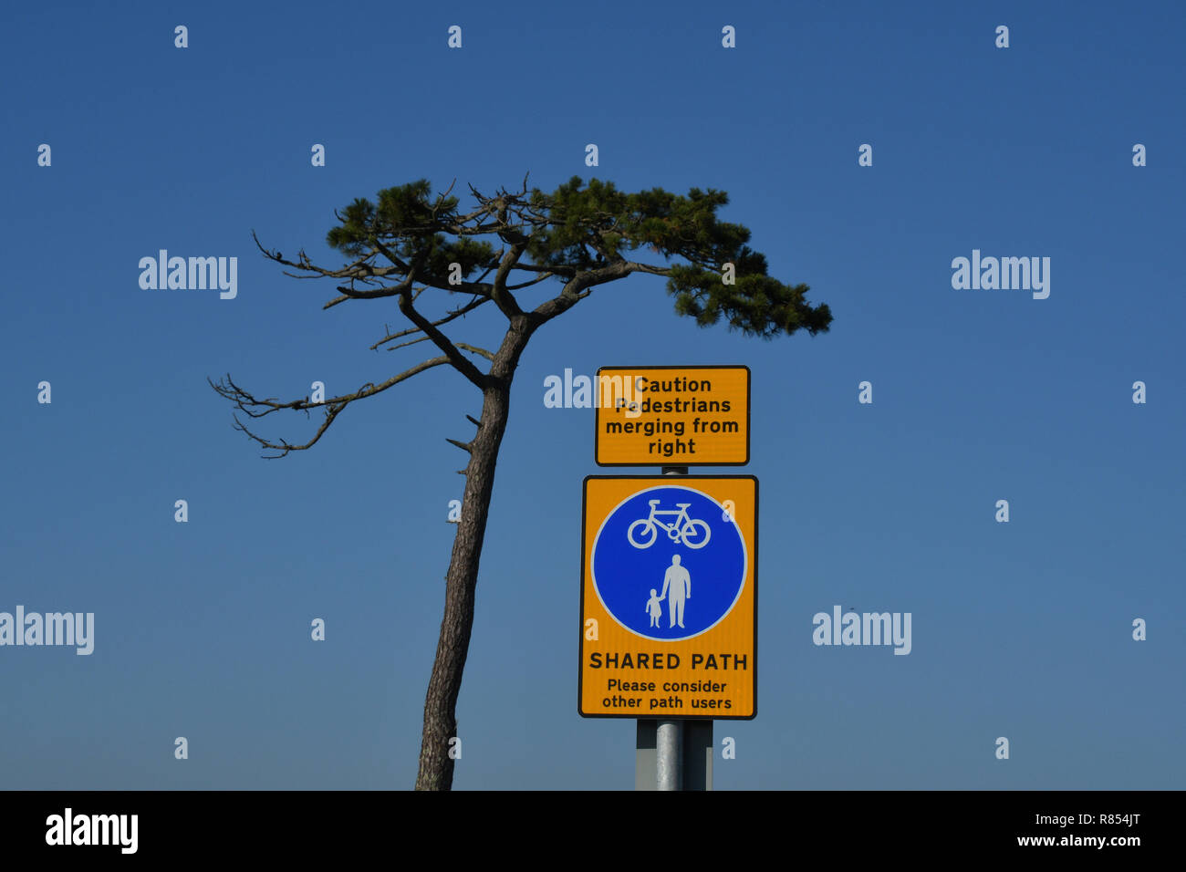 Informationen Zeichen gegen einen blauen Himmel mit einem Scots Pine Tree ungerade Lage. Devon, England.de. Stockfoto