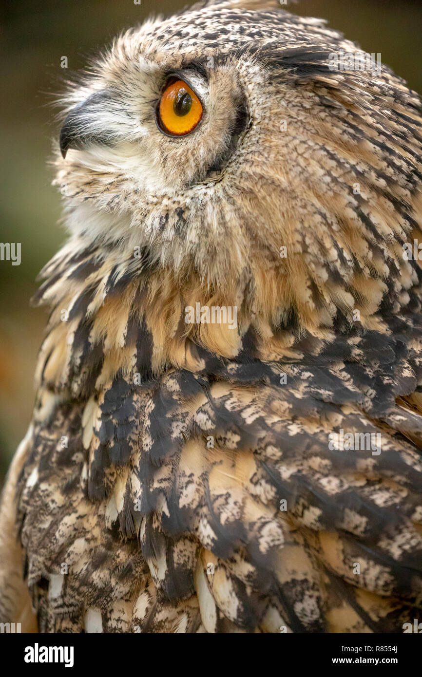 Bengalen Uhu oder indischer Uhu saß in Bäume Stockfoto