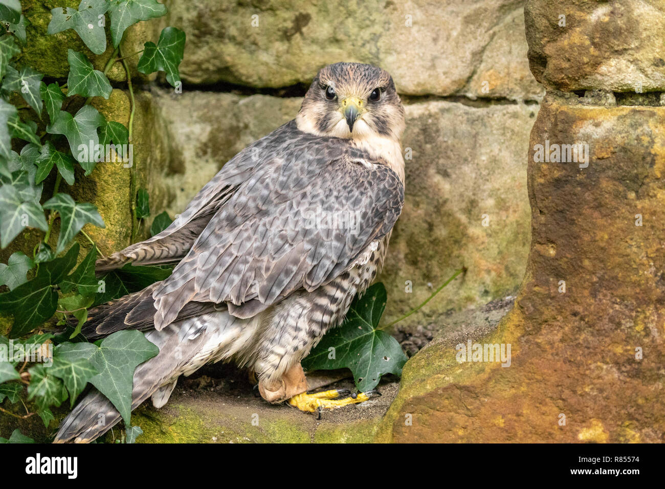 Peregrine saker Hybrid am Flußufer Falknerei. Stockfoto