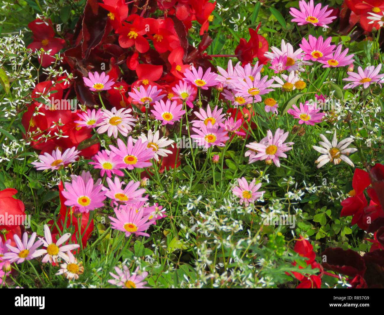 Bunte Anzeige von Beetpflanzen, darunter Rot Begonia und pink Daisy in den Gärten im Roath Park See, Roath, Cardiff, South Wales, Großbritannien Stockfoto