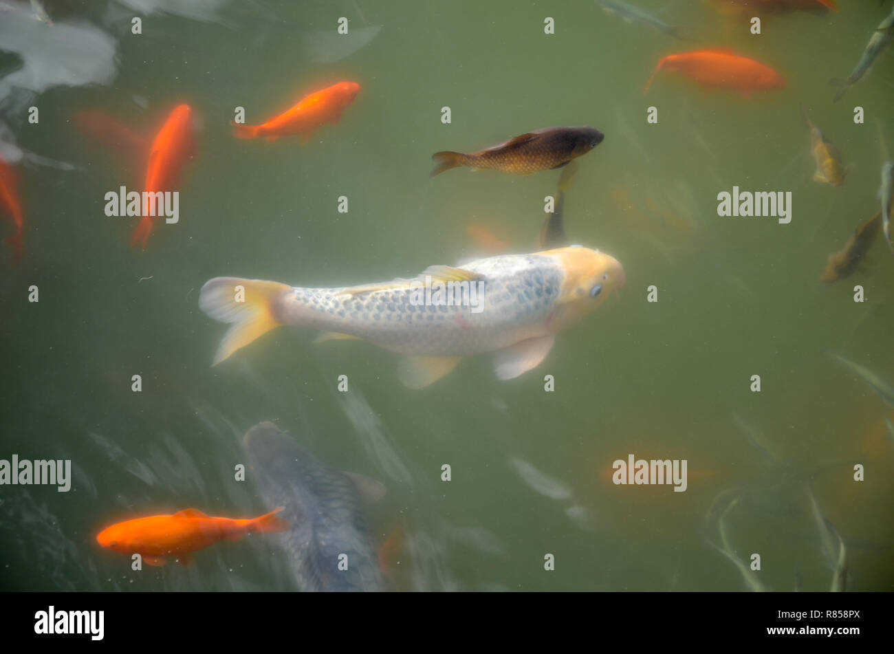 Feed for fishes Fotos und Bildmaterial in hoher Auflösung Seite 3