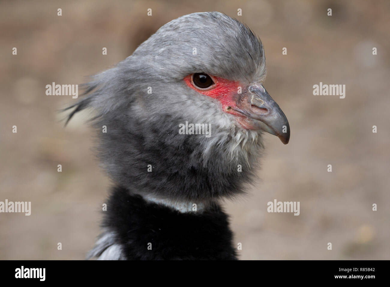 Die südlichen Screamer, Vogel von Südamerika, seltsamer Vogel mit schwarzem Kragen. Stockfoto