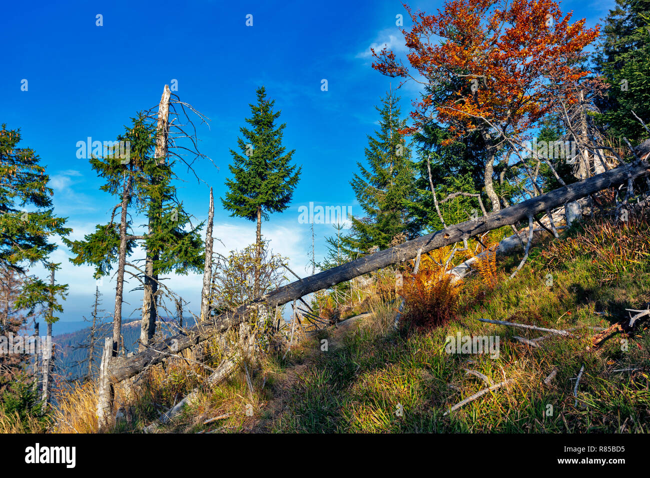 Deadwood in den Bann Wald Stockfoto