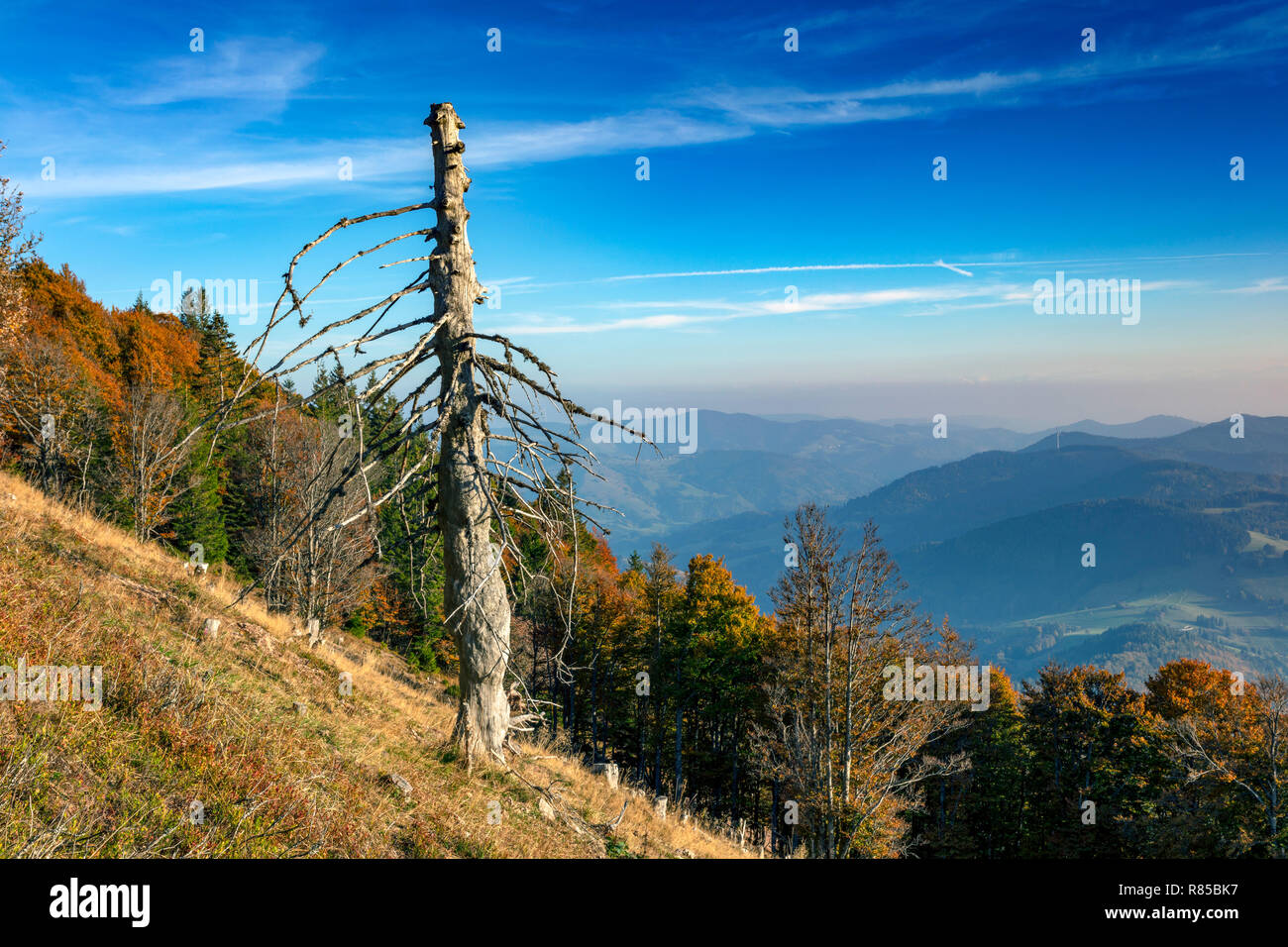Totholz am Belchen im Schwarzwald Stockfoto