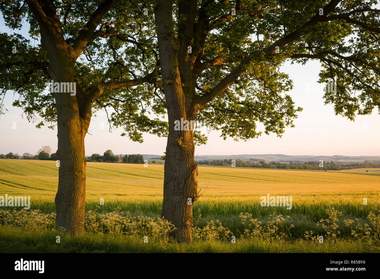Ipsden Kirche, Oxfordshire über ein Feld von Gerste im Sommer Stockfoto
